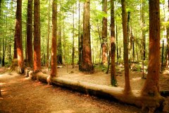 自動氣象站在森林火災中的重要作用